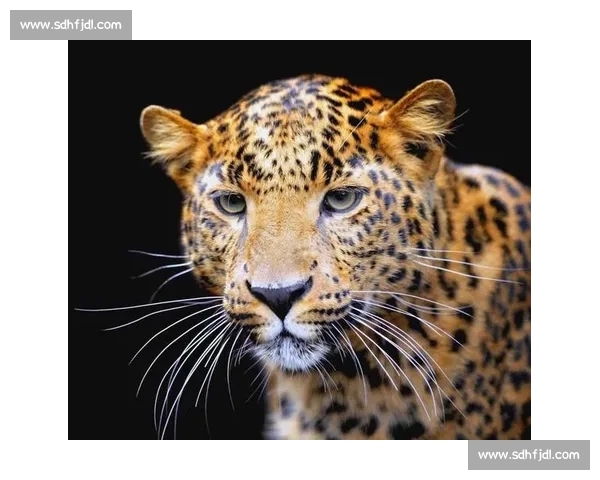 美洲虎与美洲狮正面对决力量速度与生存策略终极较量野外王者之争